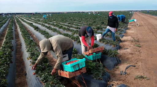 Agroindustria venezolana impulsa la economía nacional